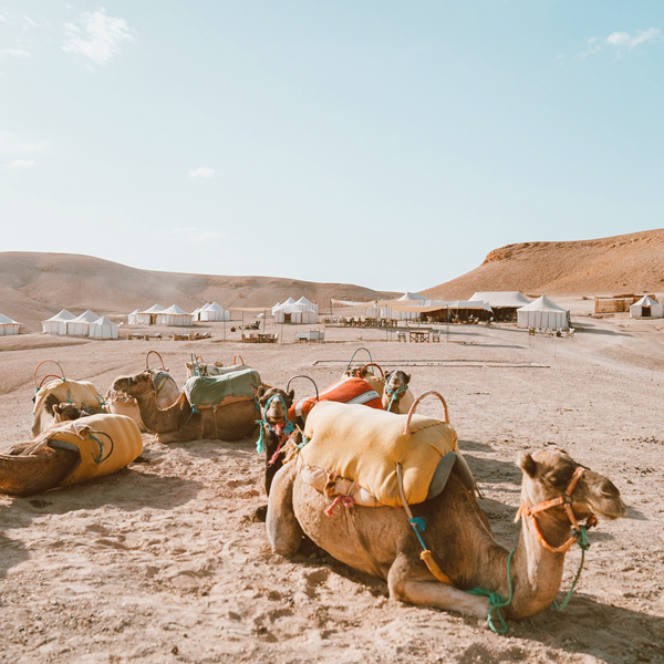 actividad paseo en camello al atardecer en el palmeral y agafay